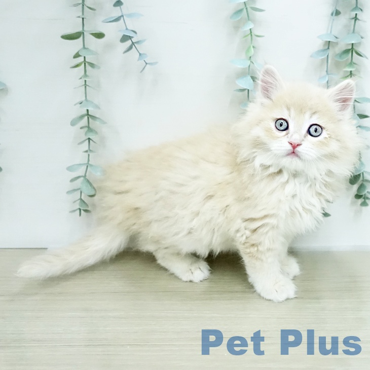 サイベリアンの写真2