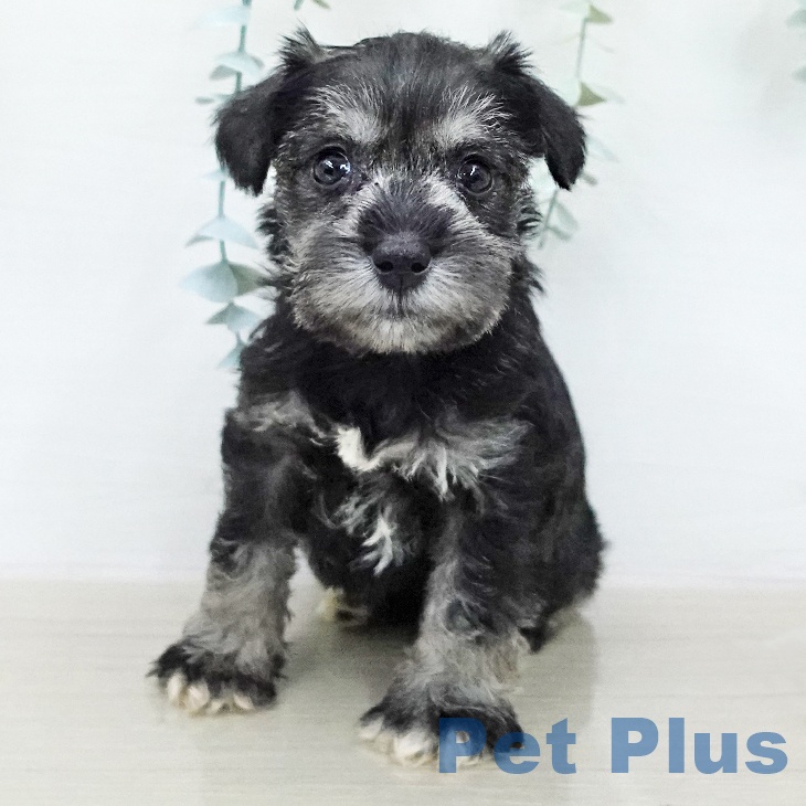 ミニチュア・シュナウザー