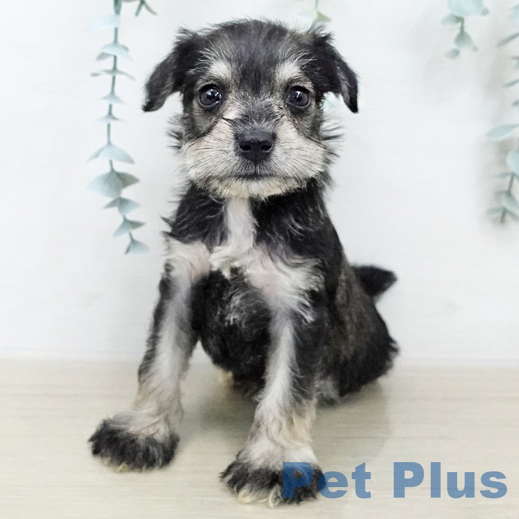 ミニチュア・シュナウザー