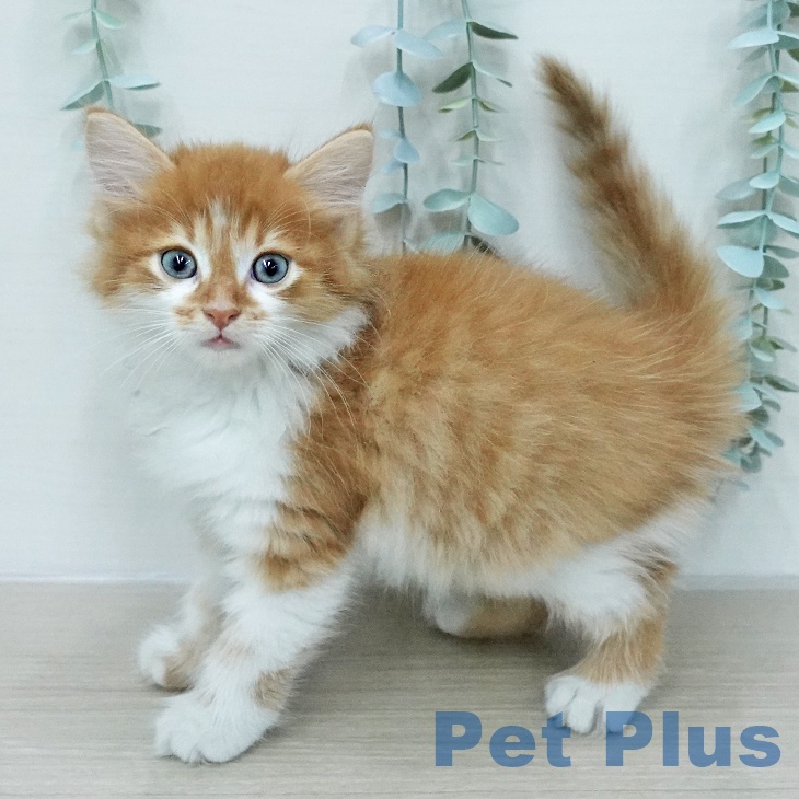 サイベリアンの写真2