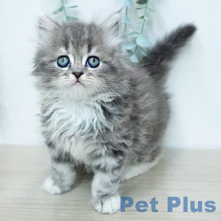 サイベリアンの写真2