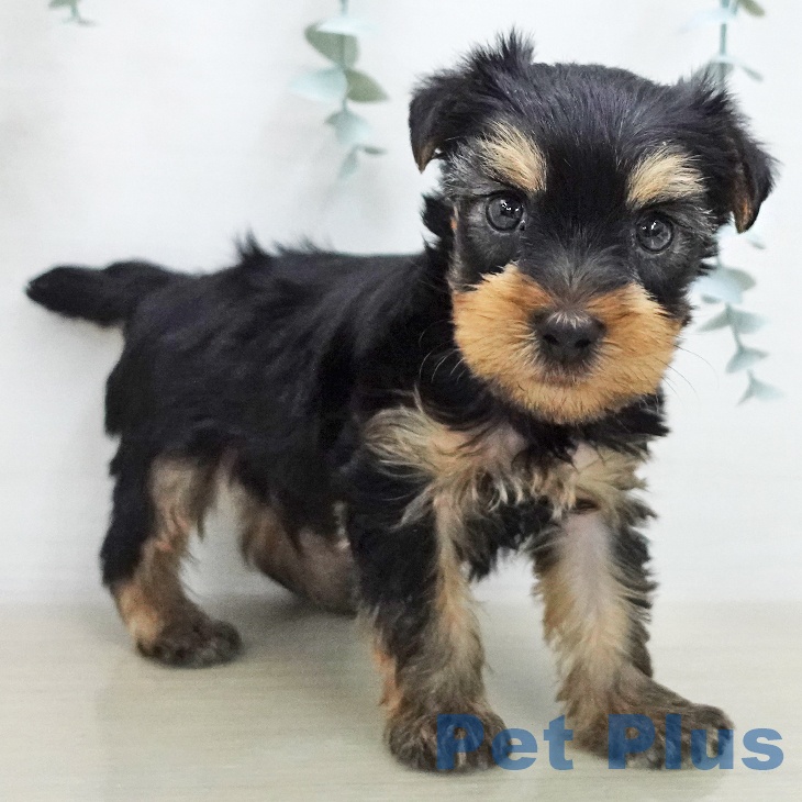 ヨークシャー・テリアの写真2