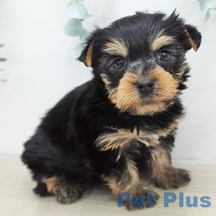 ヨークシャー・テリア