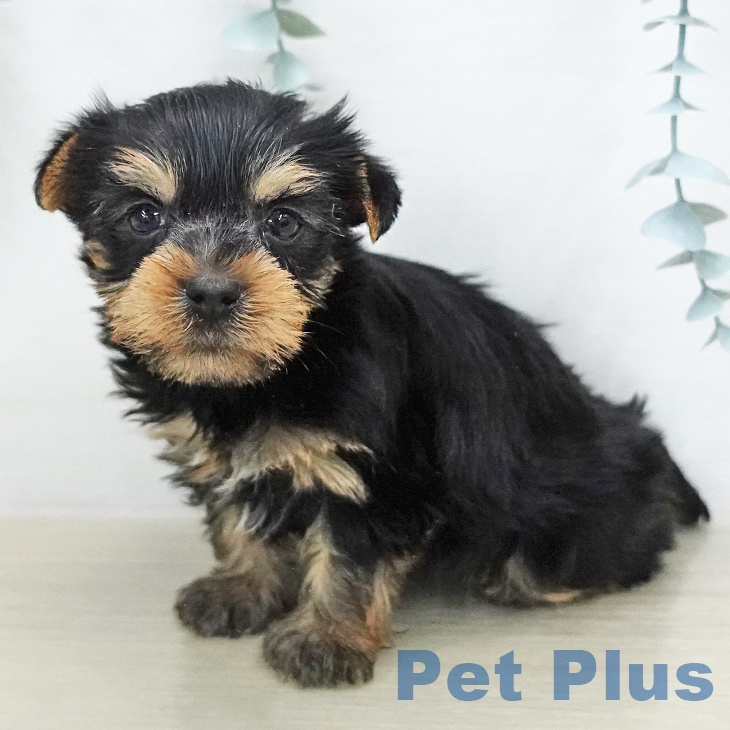 ヨークシャー・テリアの写真2