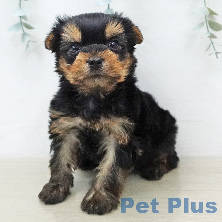 ヨークシャー・テリア