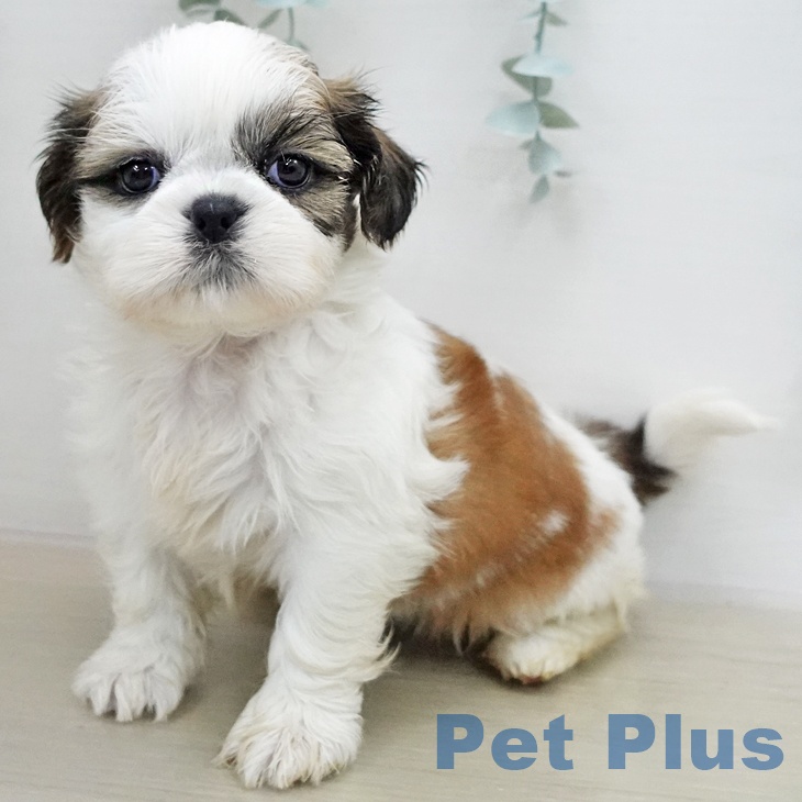 シー・ズーの写真2