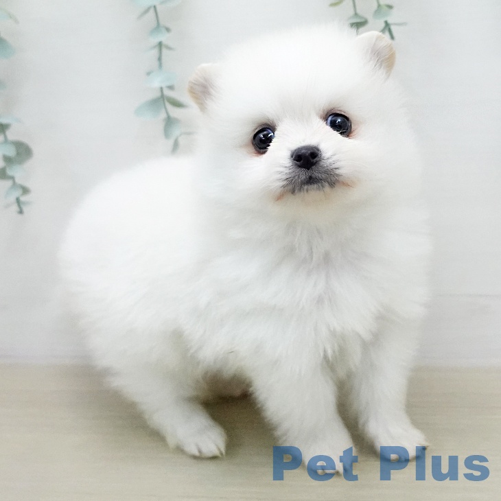 ポメラニアンの写真2
