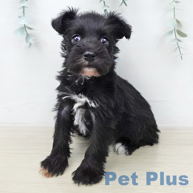 ミニチュア・シュナウザー