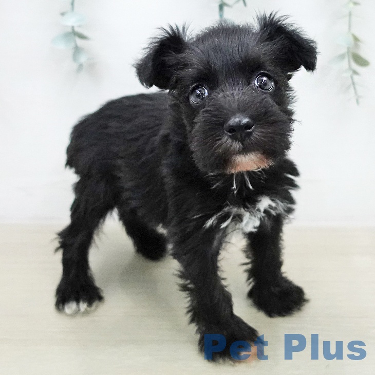 ミニチュア・シュナウザー