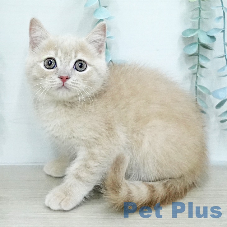 ブリティッシュショートヘア