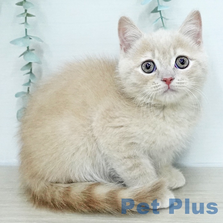 ブリティッシュショートヘアの写真2