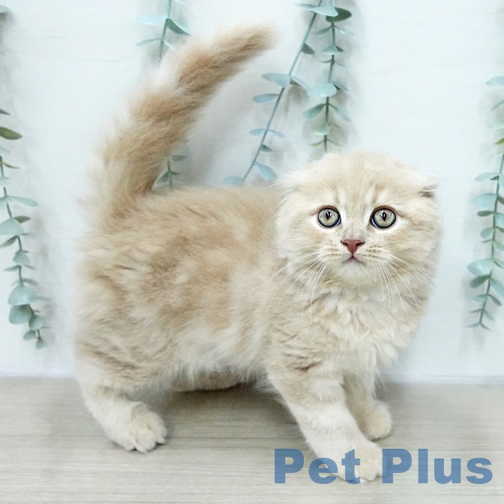 スコティッシュフォールドの写真2