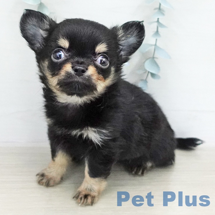 チワワ