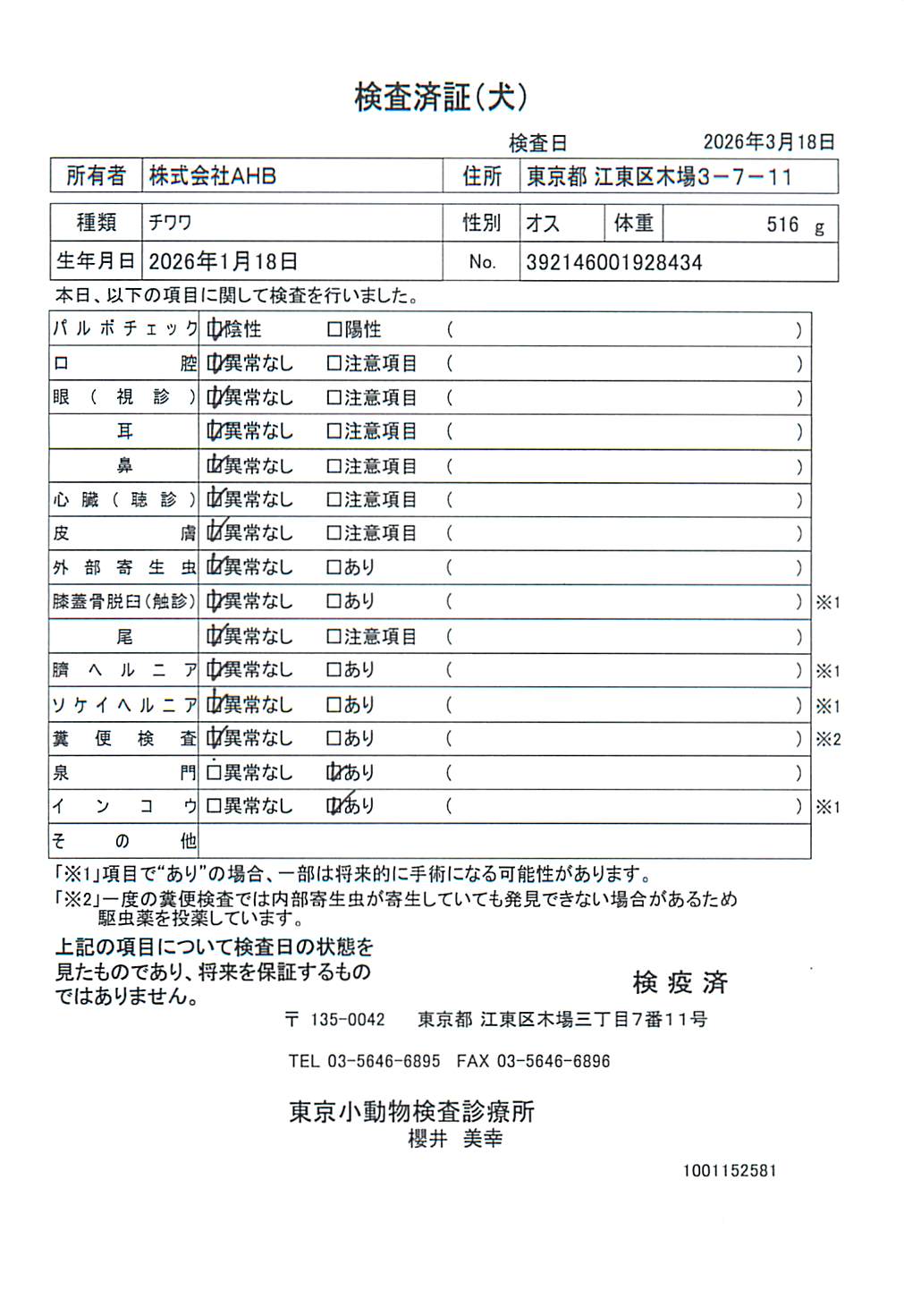 チワワ