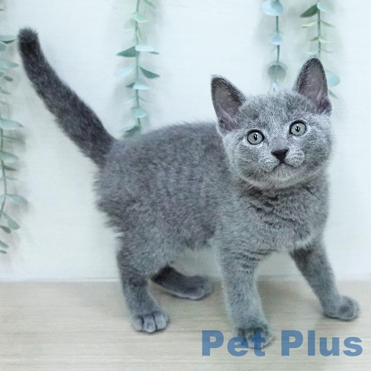 ロシアンブルーの写真2