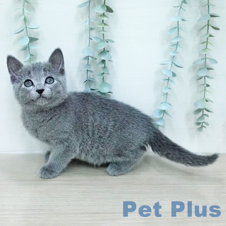 ロシアンブルー