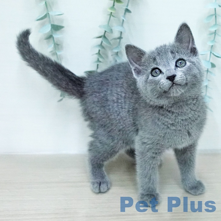 ロシアンブルーの写真2