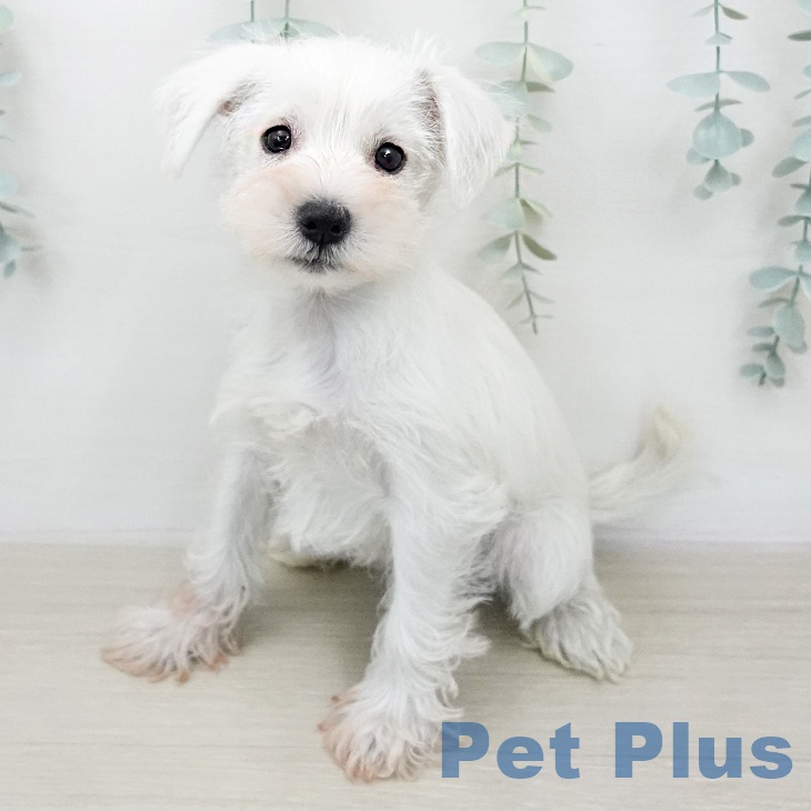 ミニチュア・シュナウザーの写真2