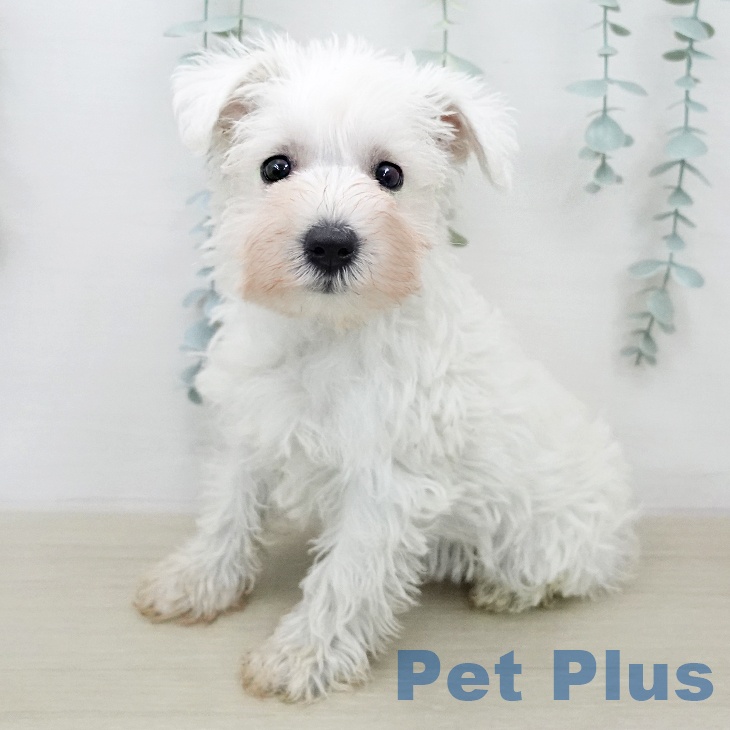 ミニチュア・シュナウザー