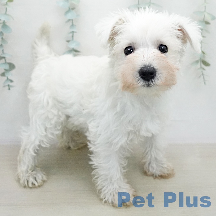 ミニチュア・シュナウザー