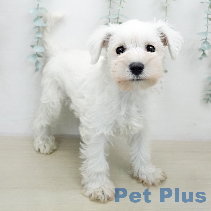 ミニチュア・シュナウザーの写真2