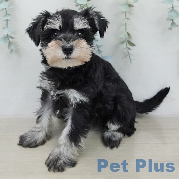 ミニチュア・シュナウザー