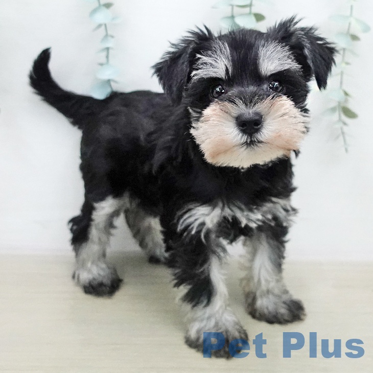 ミニチュア・シュナウザーの写真2