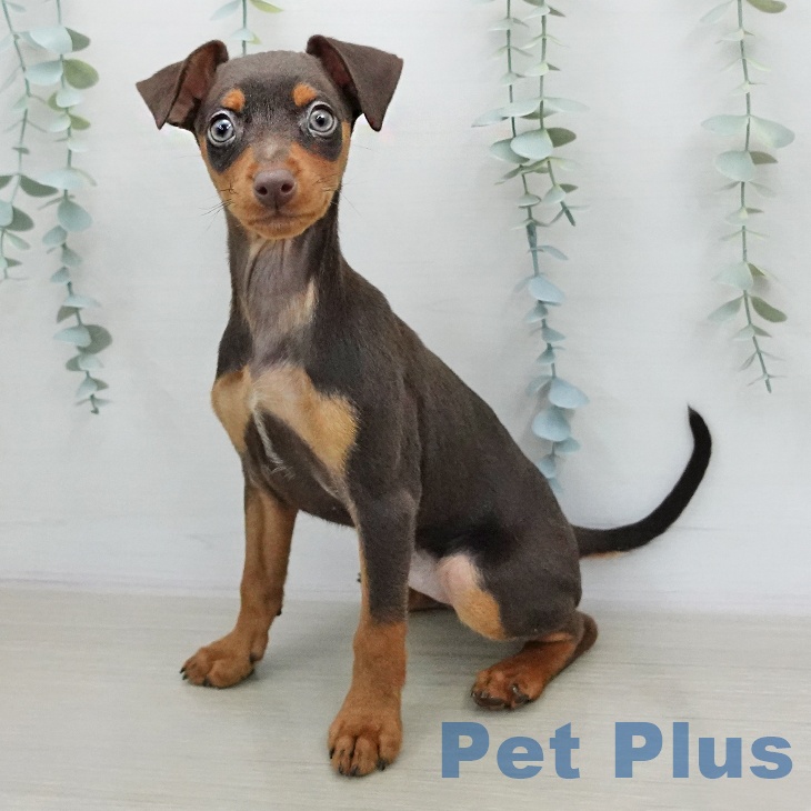 ミニチュア・ピンシャー