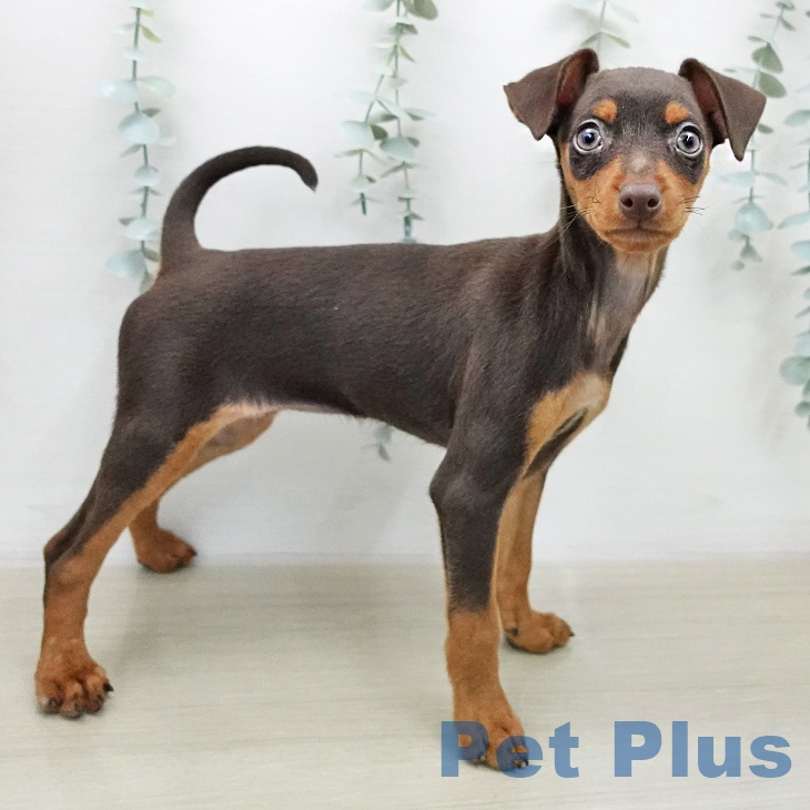 ミニチュア・ピンシャーの写真2