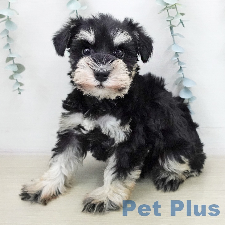 ミニチュア・シュナウザー