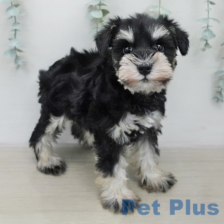 ミニチュア・シュナウザーの写真2