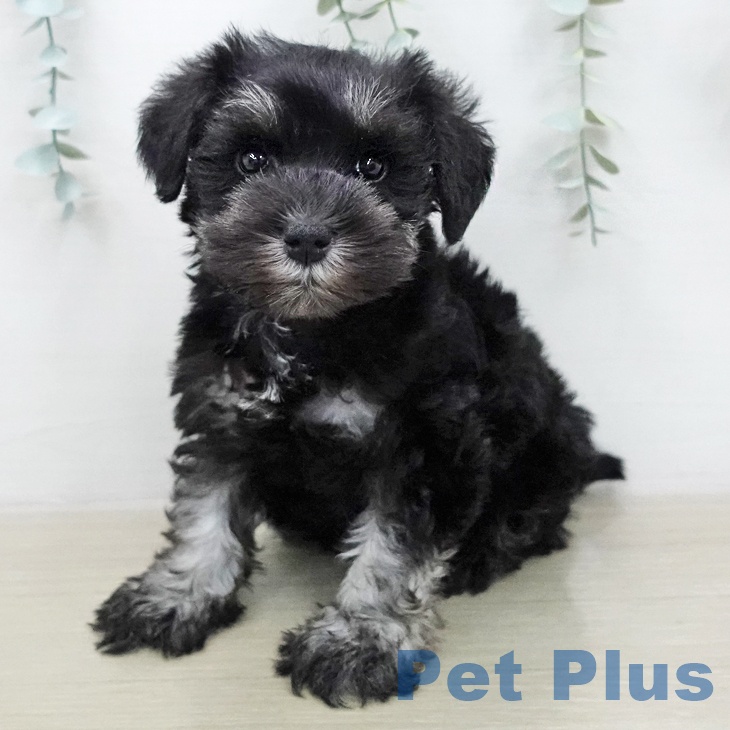 ミニチュア・シュナウザー