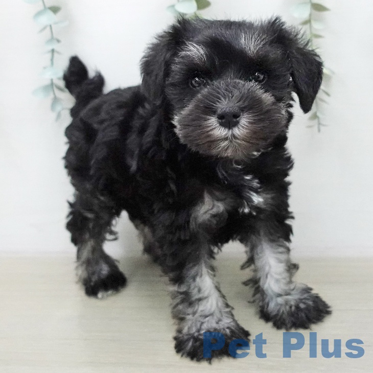 ミニチュア・シュナウザー