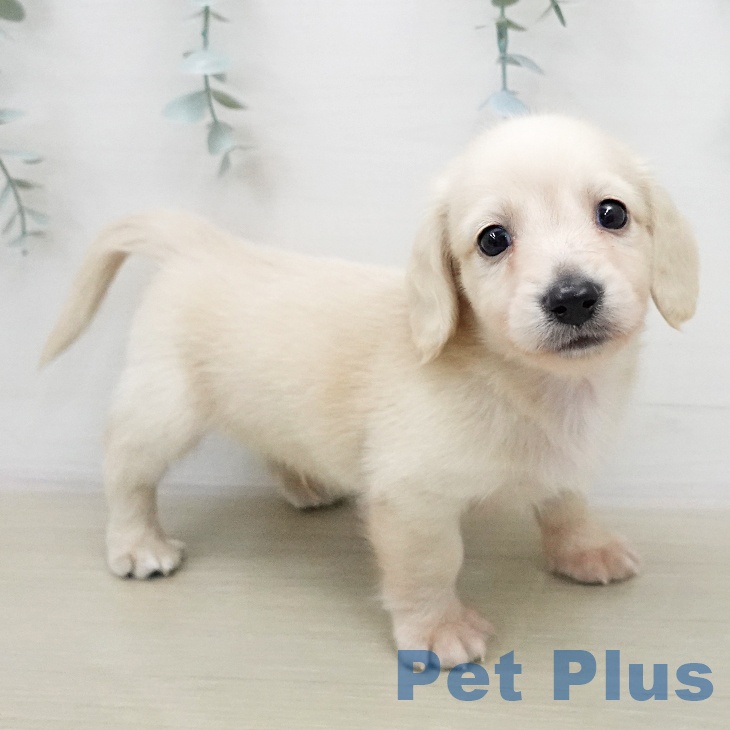 ミニチュア・ダックスフンド