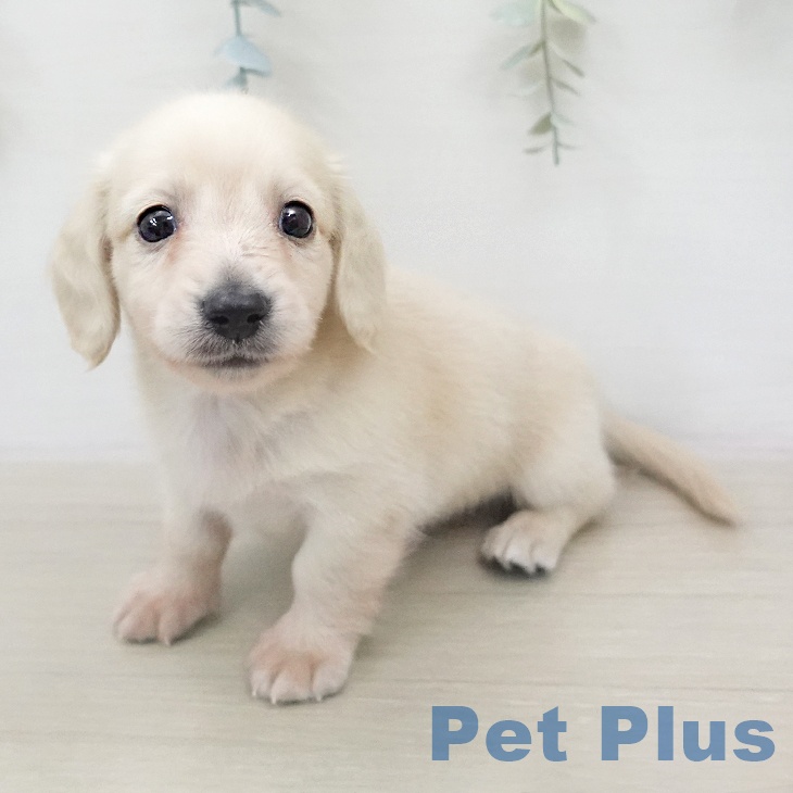 ミニチュア・ダックスフンドの写真2