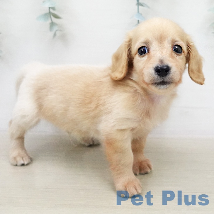 ミニチュア・ダックスフンドの写真2