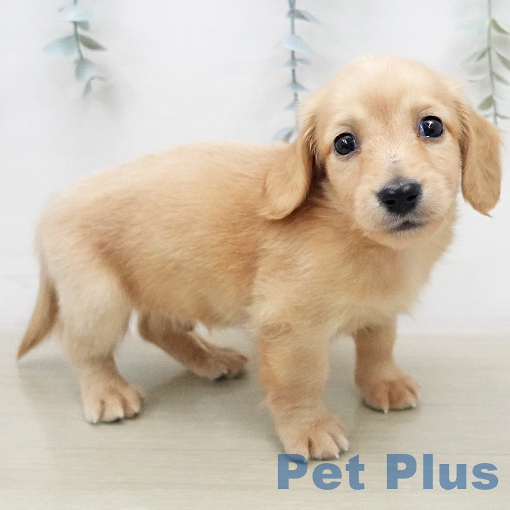 ミニチュア・ダックスフンド