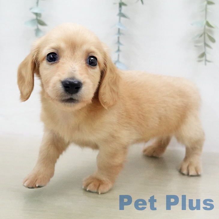 ミニチュア・ダックスフンドの写真2