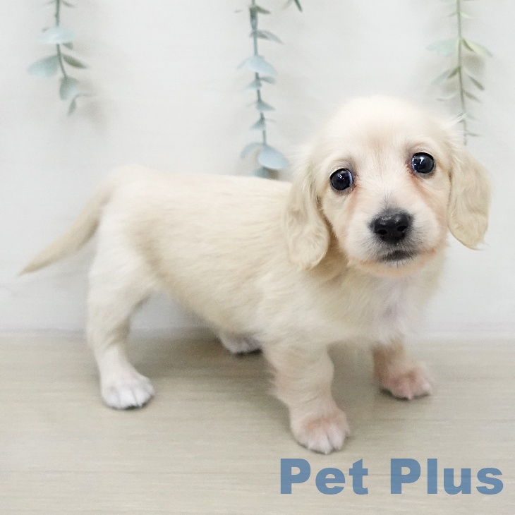 ミニチュア・ダックスフンド