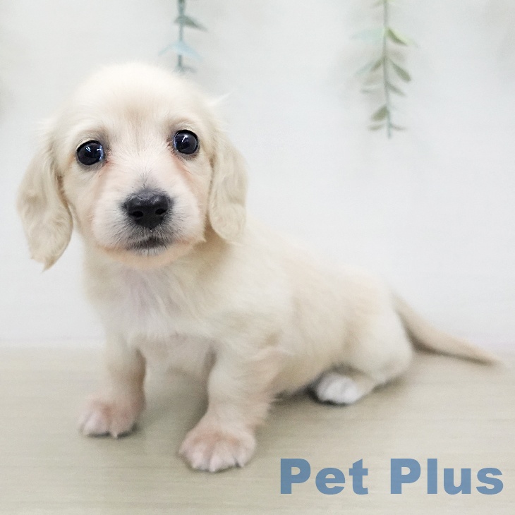 ミニチュア・ダックスフンド