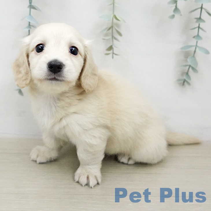 ミニチュア・ダックスフンド