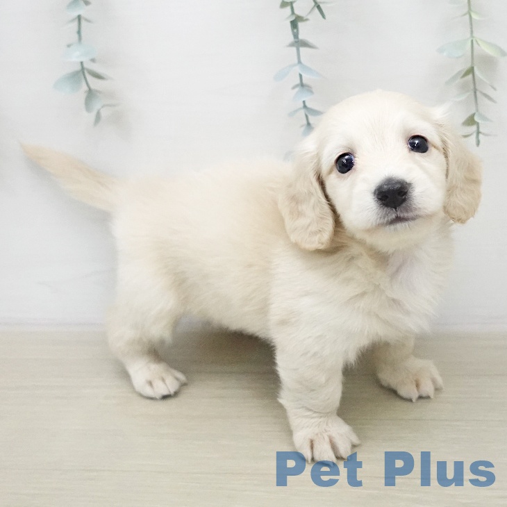 ミニチュア・ダックスフンド