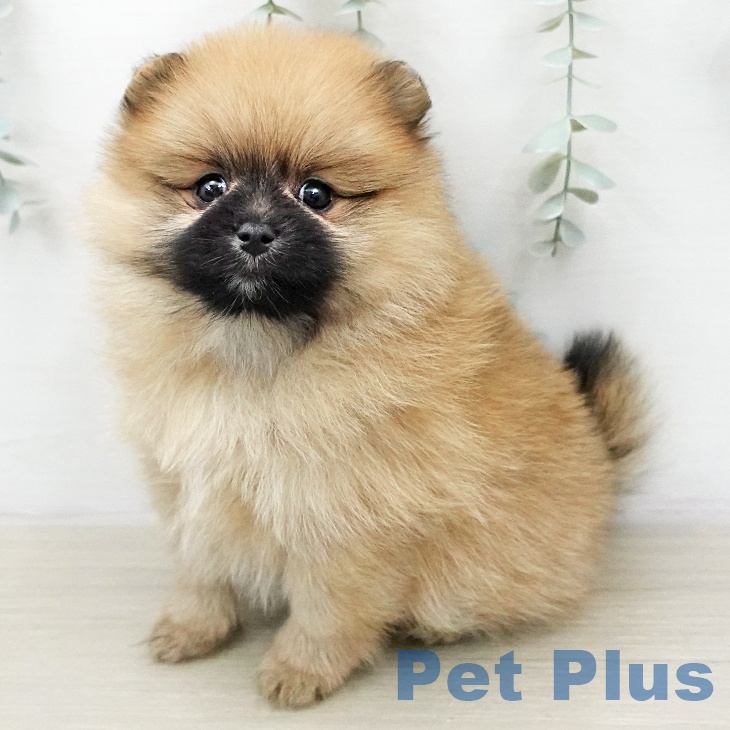ポメラニアンの写真2