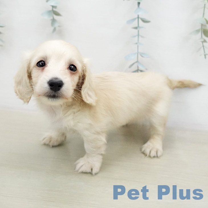 カニーンヘン・ダックスフンド