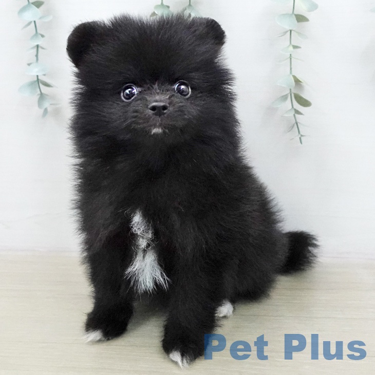 ポメラニアンの写真2