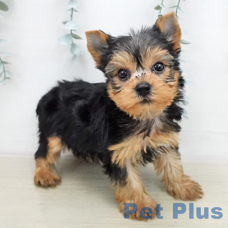 ヨークシャー・テリアの写真2