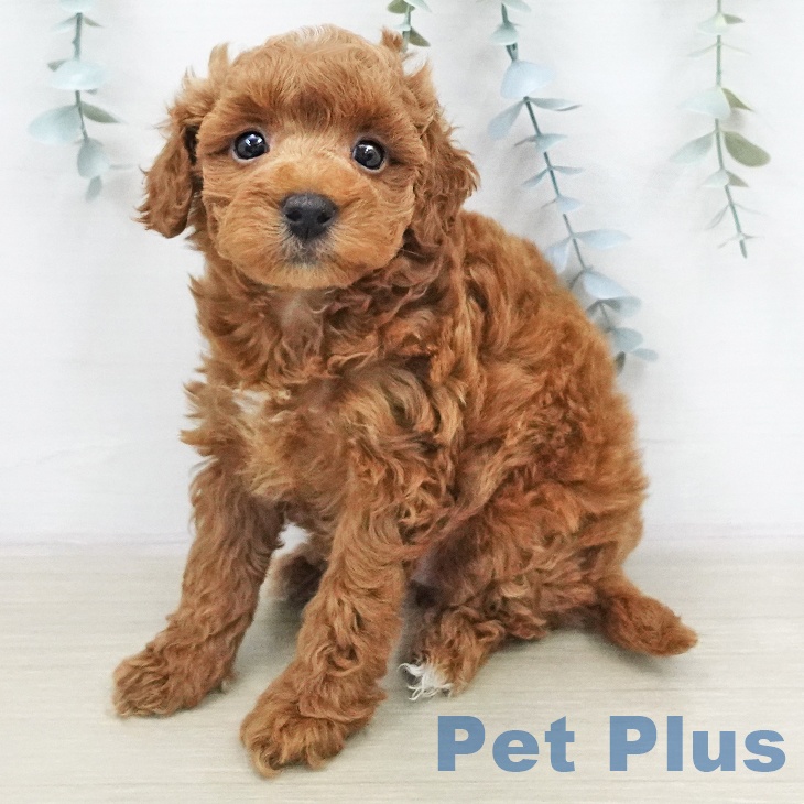 トイ・プードル