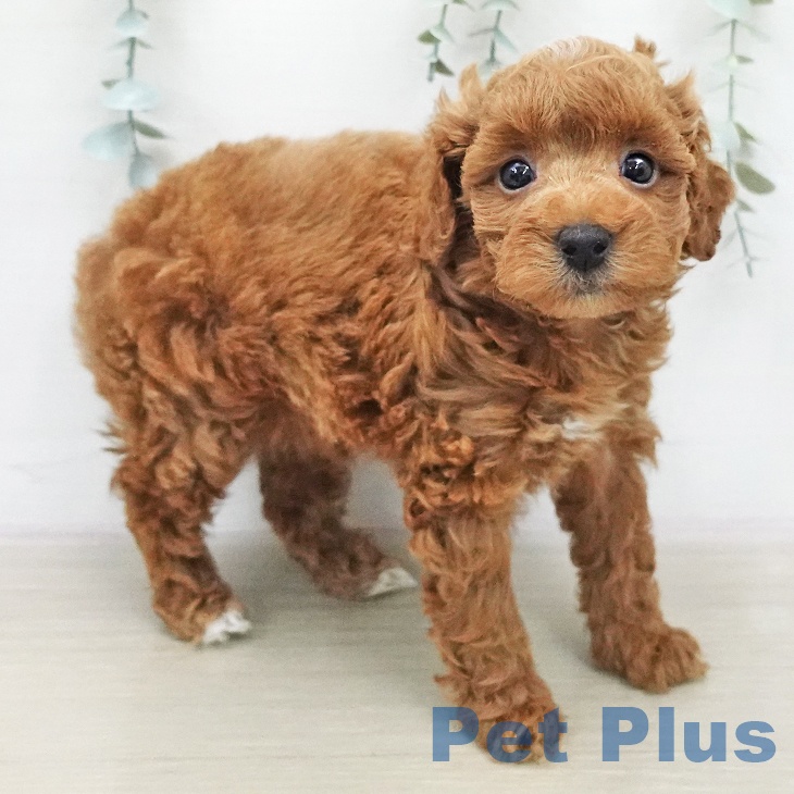 トイ・プードル