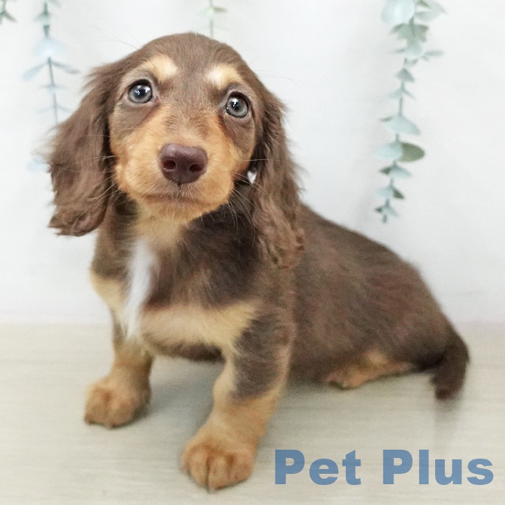 ミニチュア・ダックスフンド