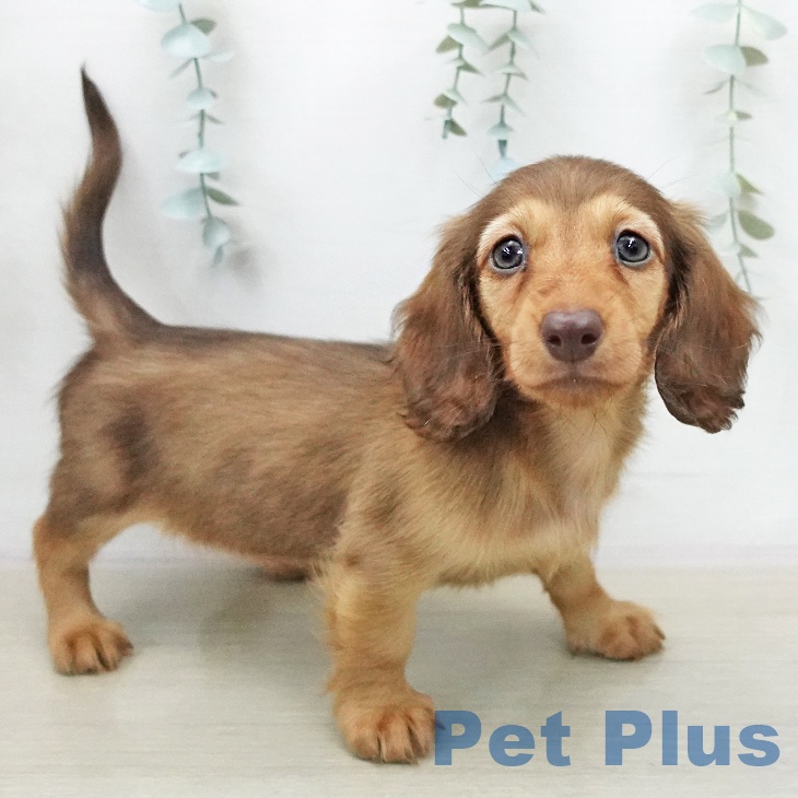 ミニチュア・ダックスフンド